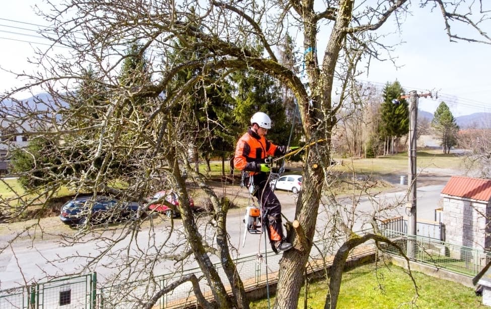5 Reasons You Need An Arborist
