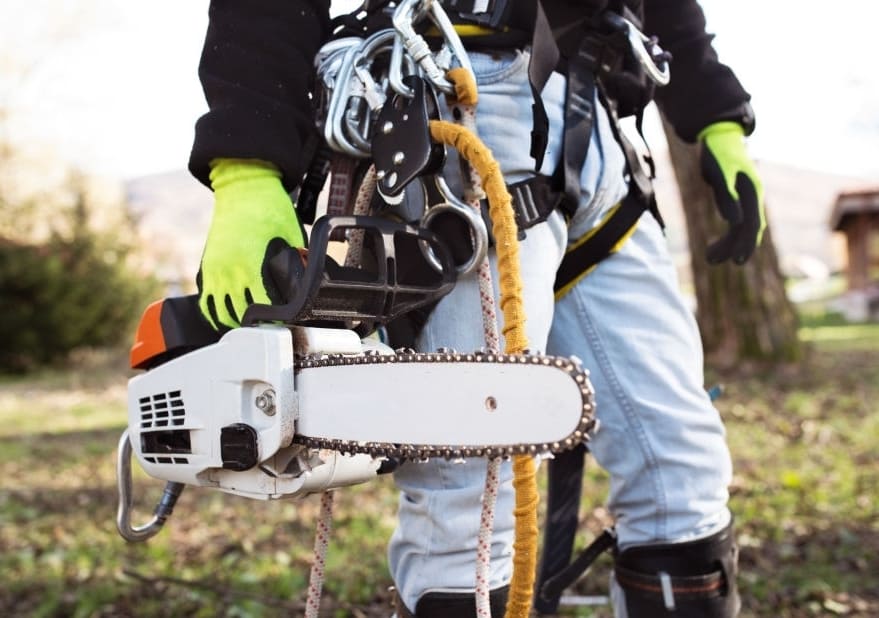 Curious To Know What Is there in Arborist’s Toolbox?