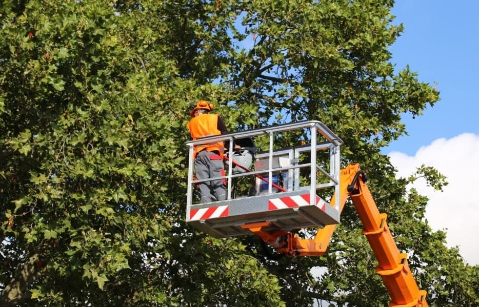 How To Take Better Care Of Your Trees