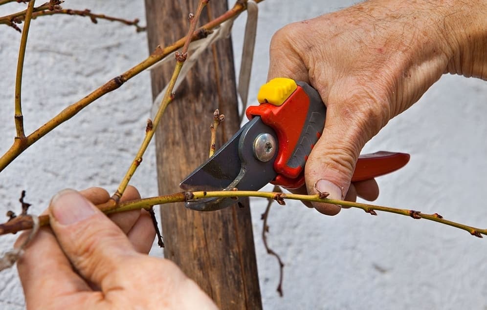Winter Tree Care Guide
